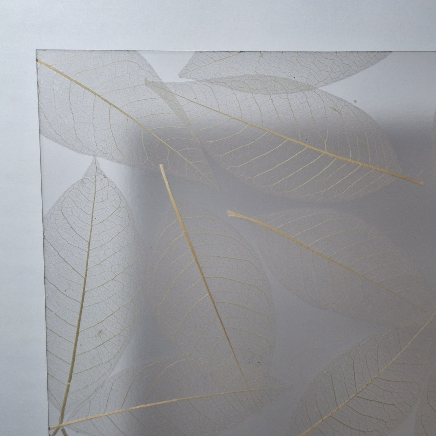 Varia Clear Fossil Leaf small 1/4" [R5]